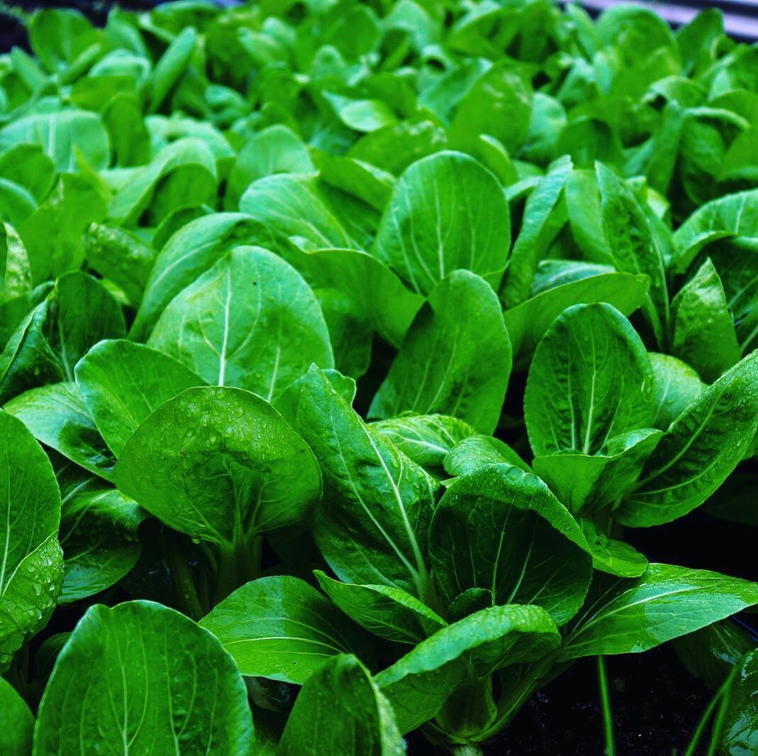 Rows of organic bok choy seedlings at The Bio Organic Farm