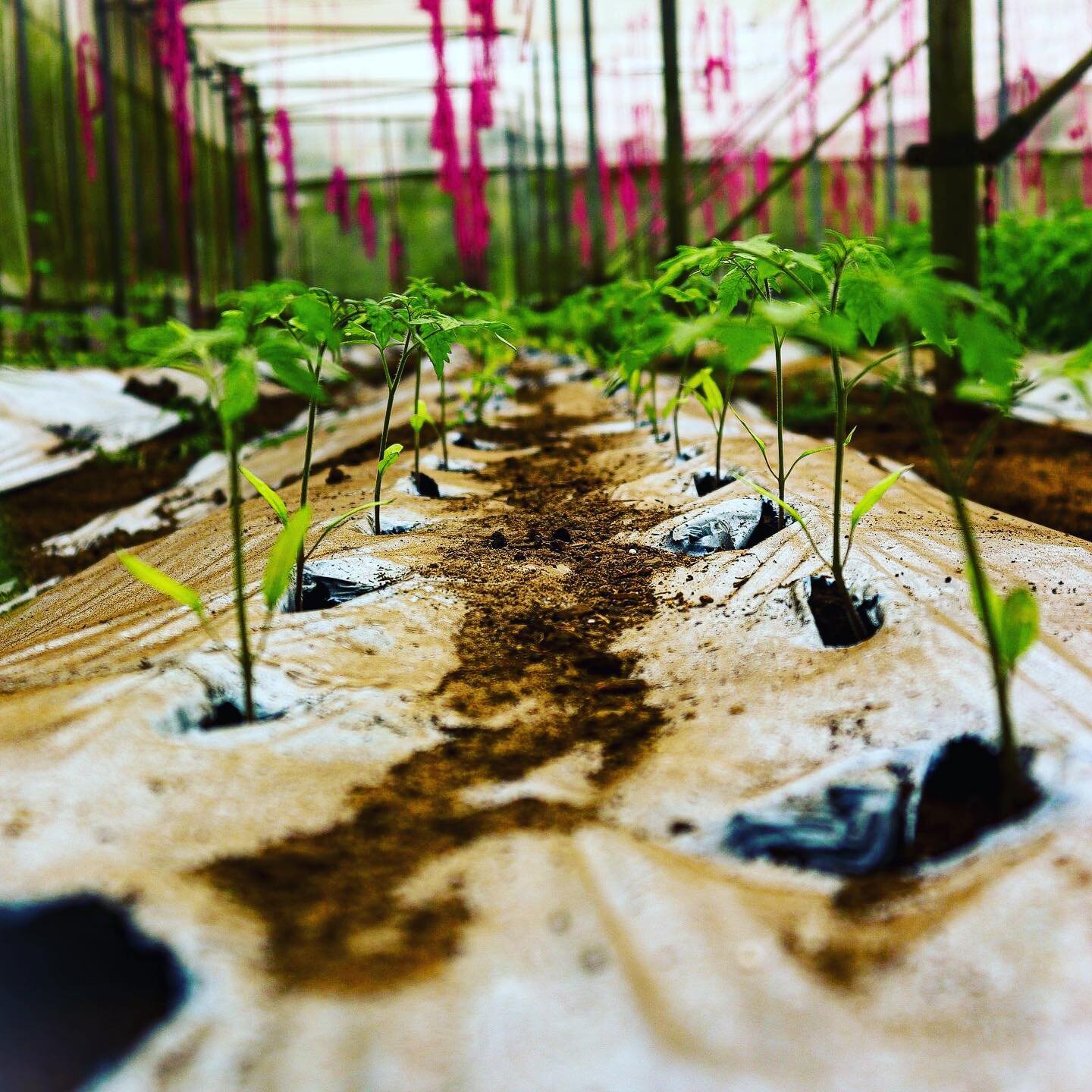 Tomato seedlings in rows in the greenhouse at The Bio Organic Farm