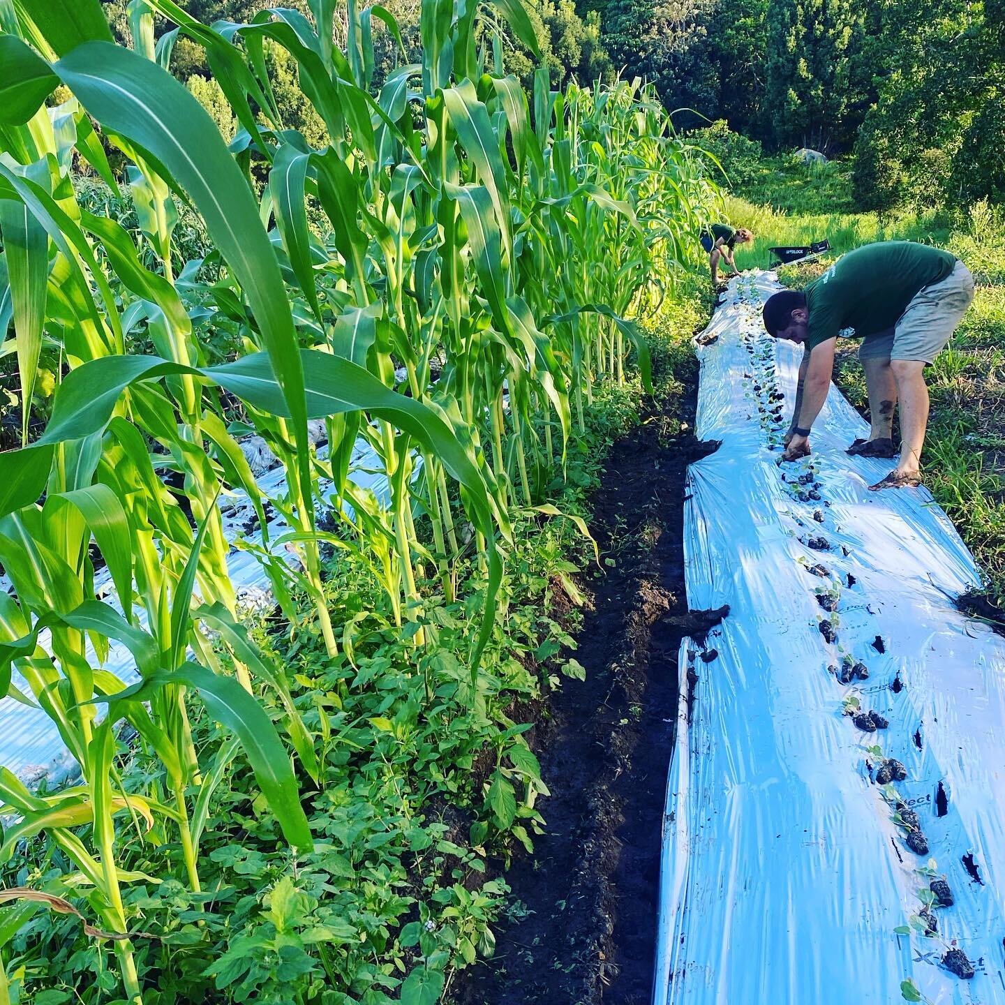 Farm worker laying mulch beside a tall corn crop at The Bio Organic Farm