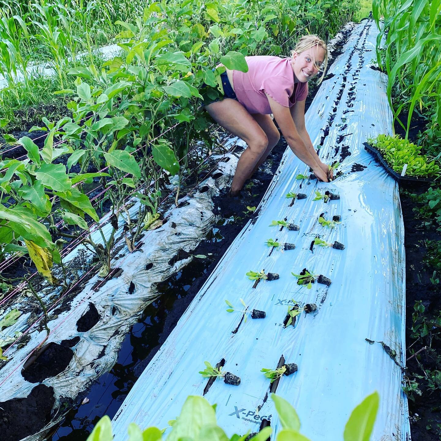 Farm worker planting seedlings in a garden bed at The Bio Organic Farm