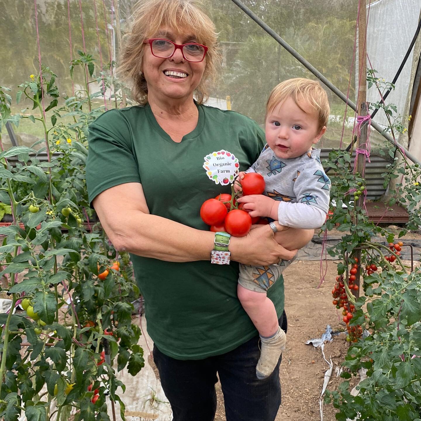 Farm team member holding fresh organic tomatoes in the greenhouse