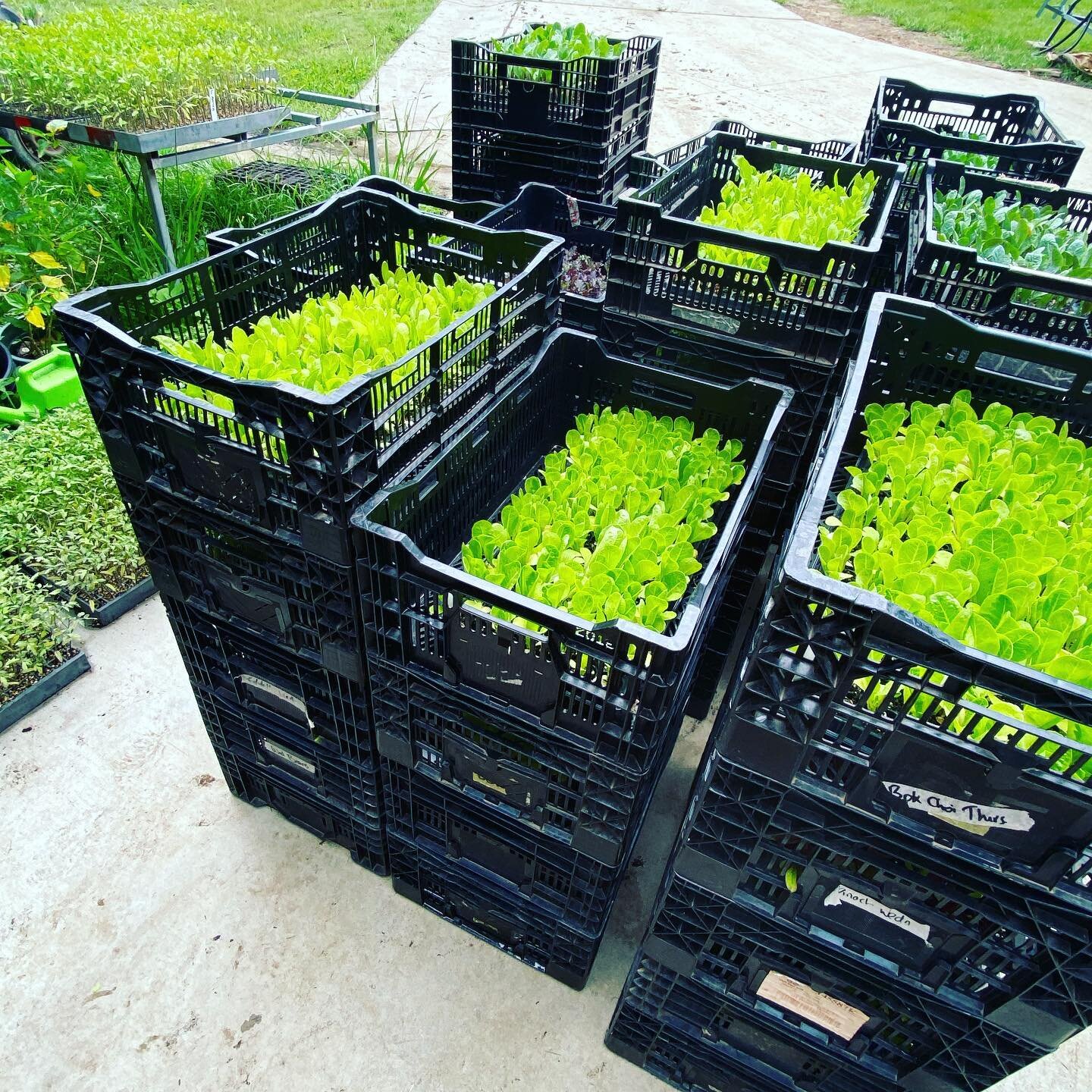 Stacked crates of lettuce seedlings ready for market at The Bio Organic Farm