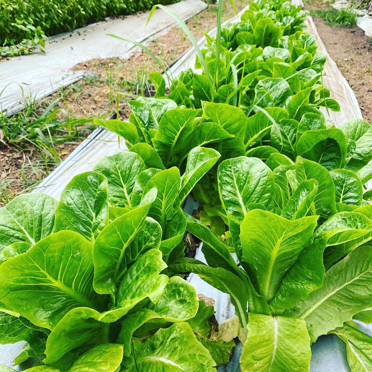 Rows of organic cos lettuce growing in farm beds at The Bio Organic Farm