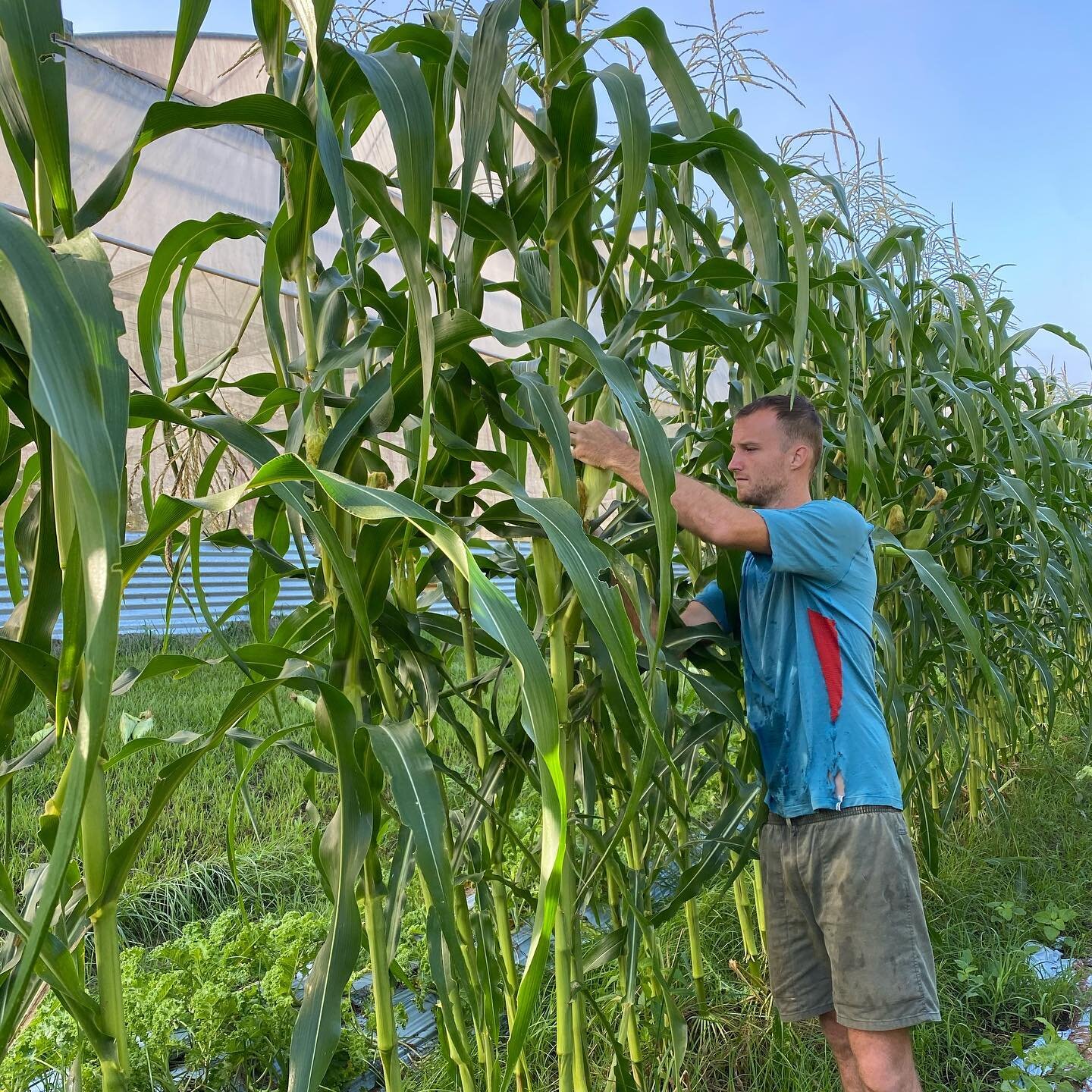 Farm worker tending to the corn crop at The Bio Organic Farm