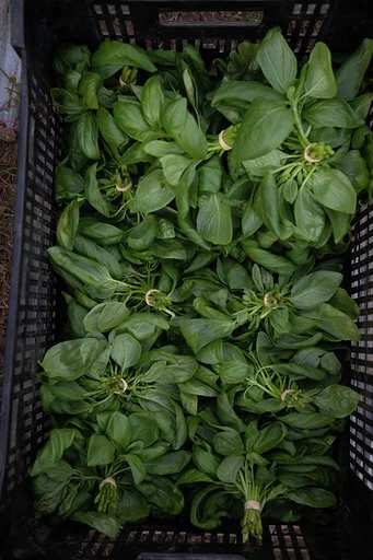 Organic vegetables at The Bio Organic Farm