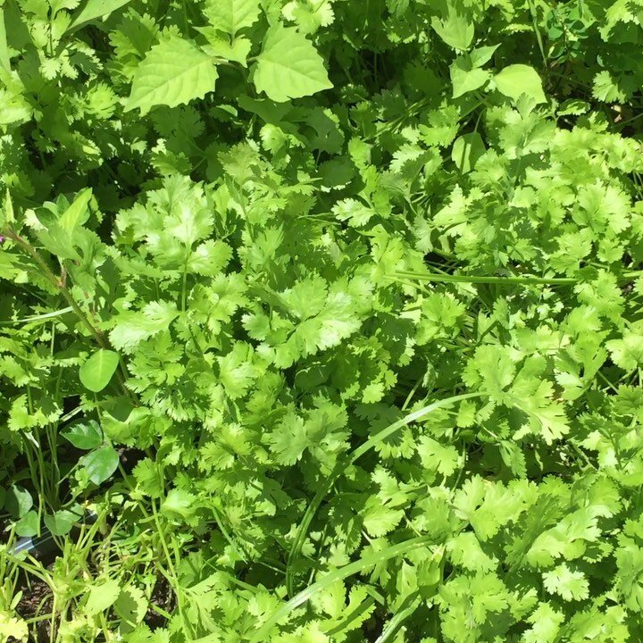 Fresh organic coriander growing in a garden bed at The Bio Organic Farm