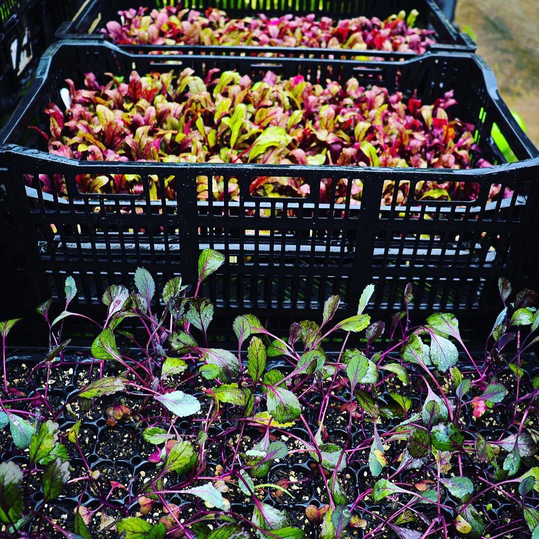 Crates of colourful seedlings ready for market at The Bio Organic Farm
